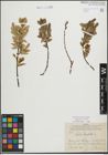 Foto von Salix hastata L.